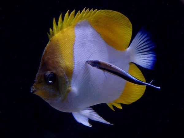 Fish image at reefkeeping.com