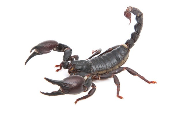 Scorpion image at www.uncommondescent.com