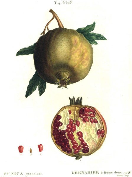 Pomegranate painted by Pierre-Joseph Redoute.